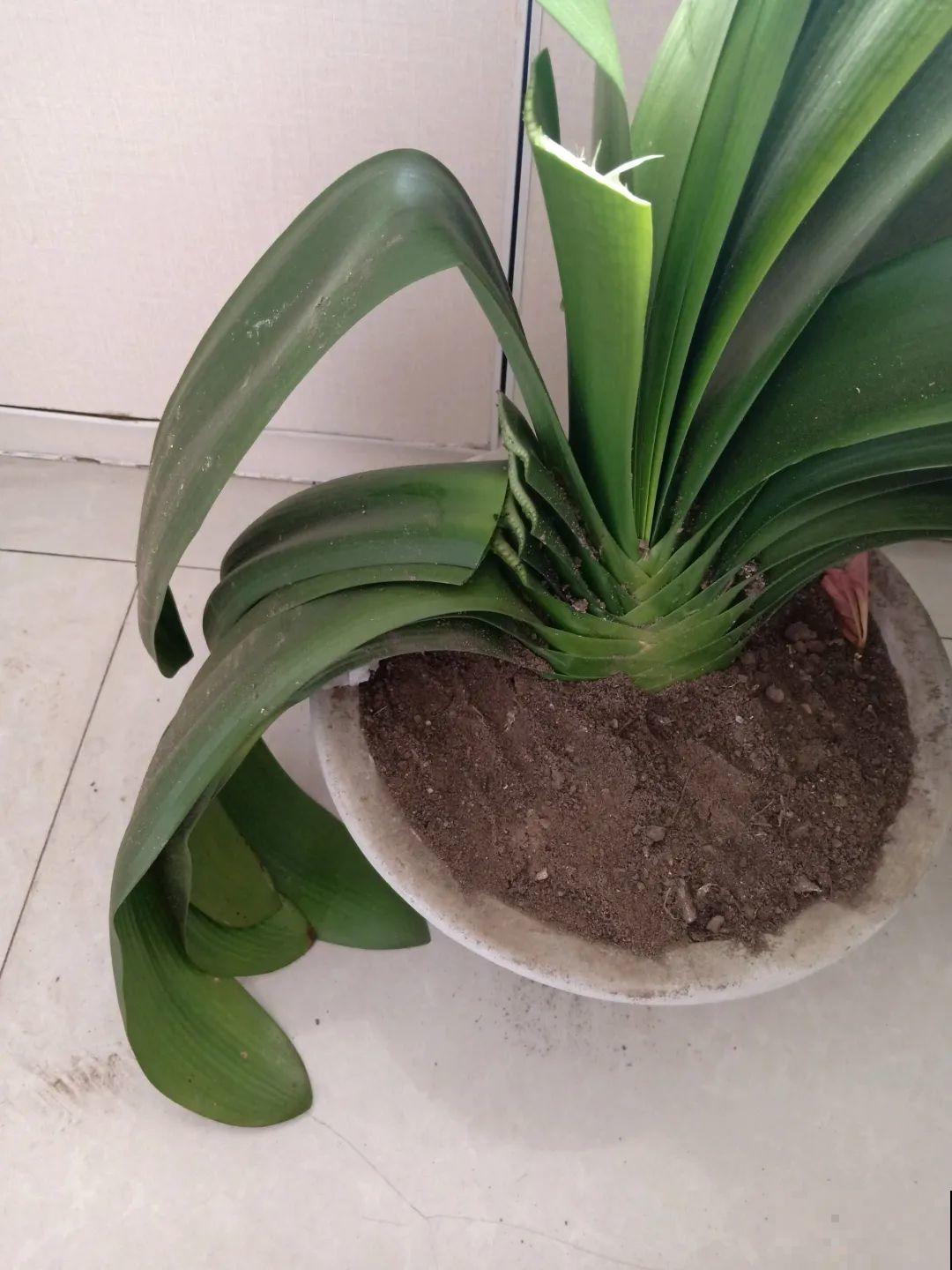 3种花,不要随便剪叶子,否则剪完不开花,亏了! 3种花,不要随便剪叶子,否则剪完不开花,亏了!