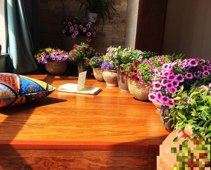 为什么手机拍出来的花,颜色总是失真?教你拍出真正好看的花! 为什么手机拍出来的花,颜色总是失真?教你拍出真正好看的花!