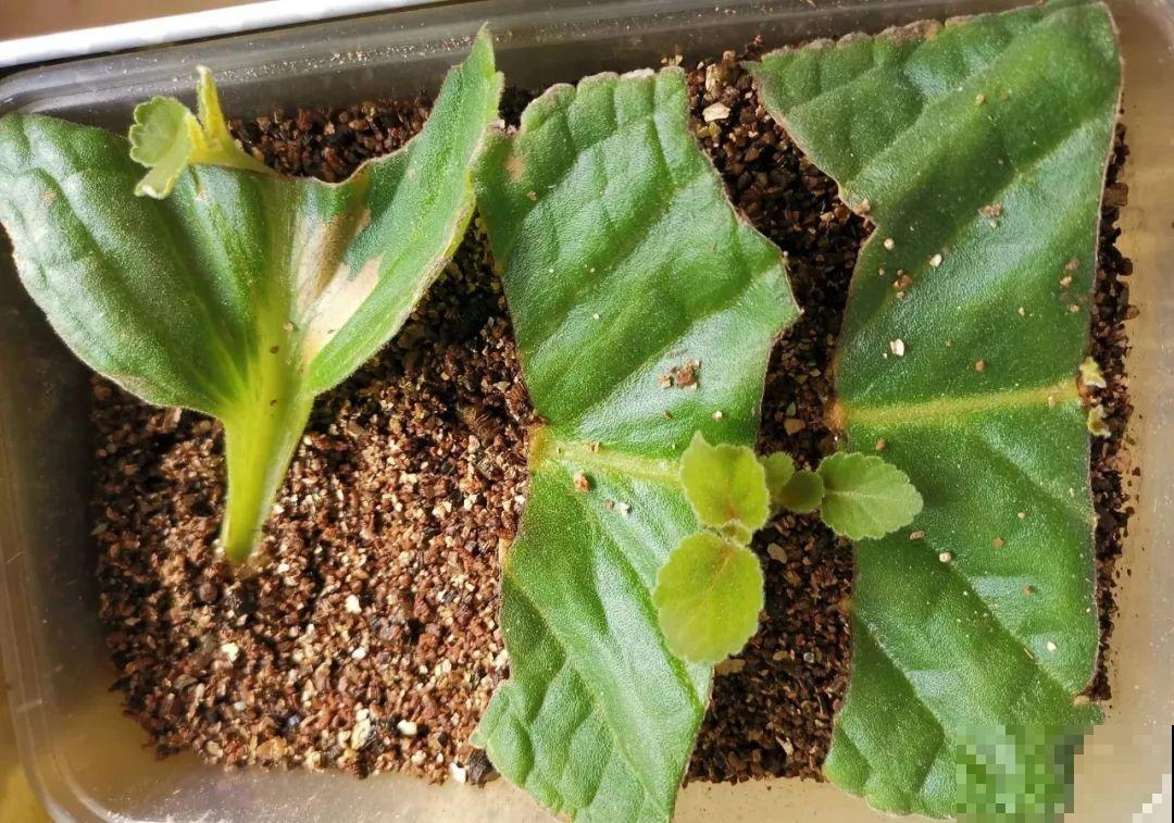 养花要狠得下心,枝条剁八段,呼呼长成新盆栽 养花要狠得下心,枝条剁八段,呼呼长成新盆栽