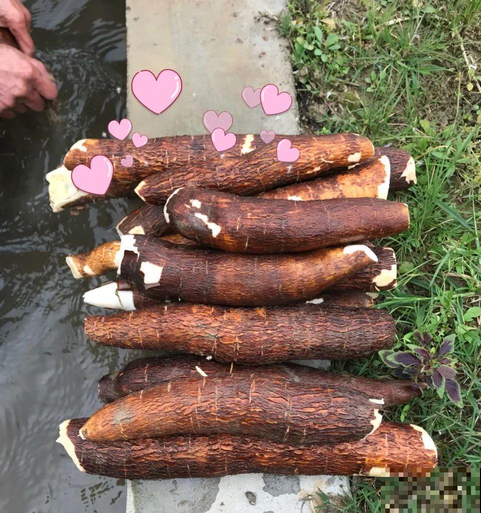 有些花有毒,家里有孩子要注意,不能乱碰 有些花有毒,家里有孩子要注意,不能乱碰