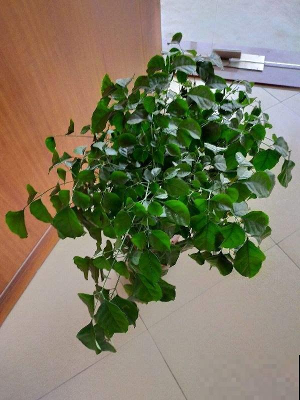 幸福树掉叶子，抓紧开窗通风，多喷水才行