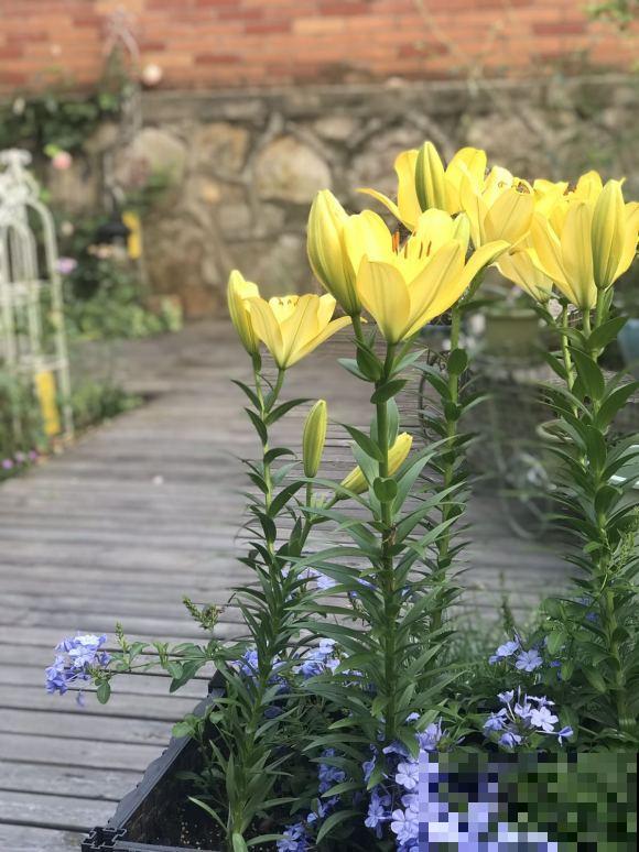 现在别买这种花，种了一年也不开，简直浪费钱！