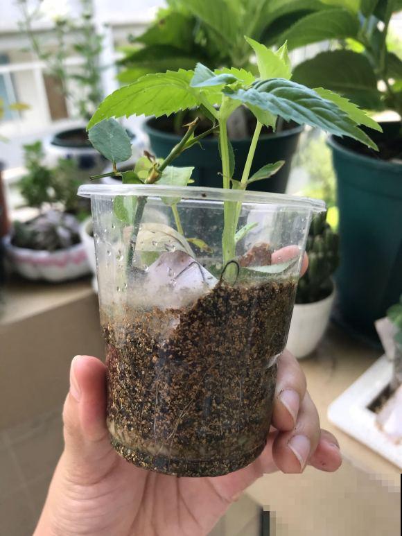 强悍的夏堇花,种一次全年开花,花朵越掐越有! 强悍的夏堇花,种一次全年开花,花朵越掐越有!