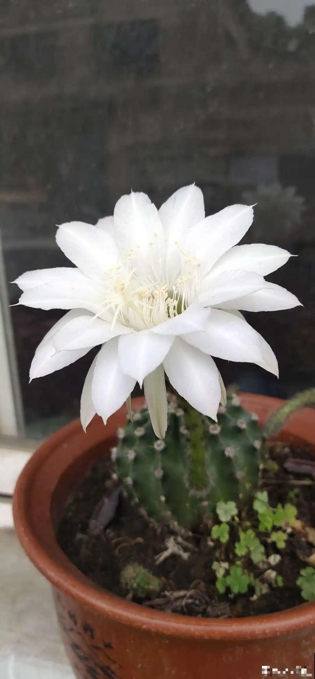 荷花明明美上天，为啥不能在家养？