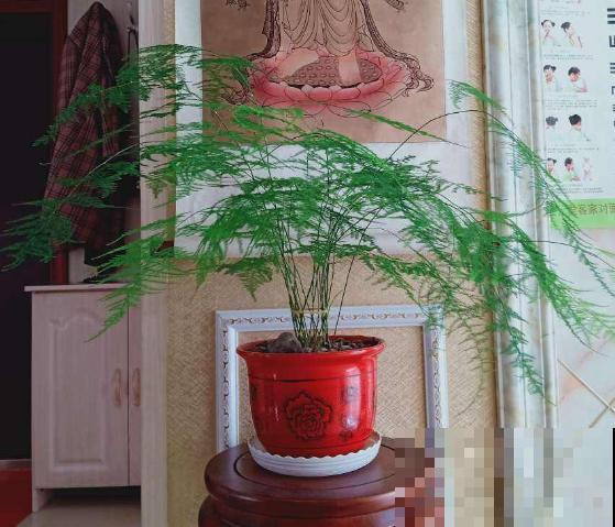 家里摆这3种花,气质好、有格调,客人来了都夸好! 家里摆这3种花,气质好、有格调,客人来了都夸好!