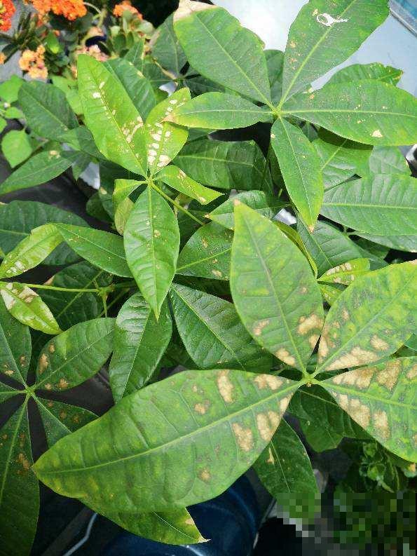 7个养花坏习惯,经常有人犯,你中了几个? 7个养花坏习惯,经常有人犯,你中了几个?