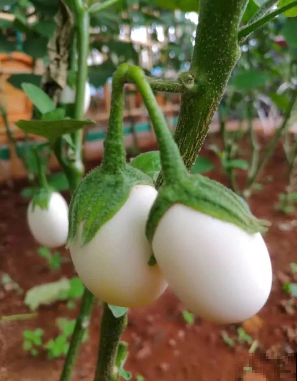 西红柿养成树,1年能结6000斤果,巨无霸第一次见! 西红柿养成树,1年能结6000斤果,巨无霸第一次见!