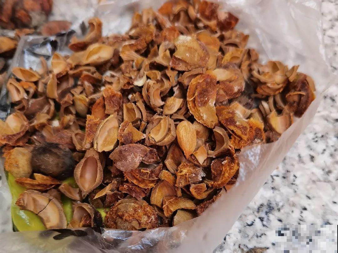 有些花有毒,家里有孩子要注意,不能乱碰 有些花有毒,家里有孩子要注意,不能乱碰