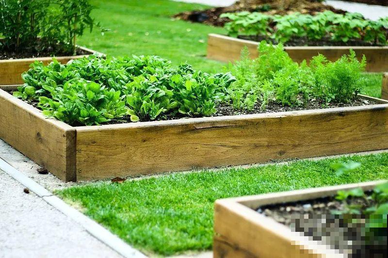 菜园就是花园，这才是养花、种菜的最高境界！