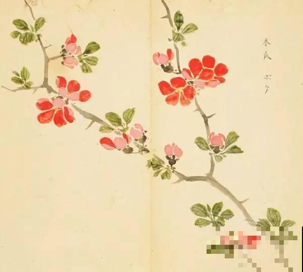 诗经里的植物,美了3000多年,有图有真相! 诗经里的植物,美了3000多年,有图有真相!