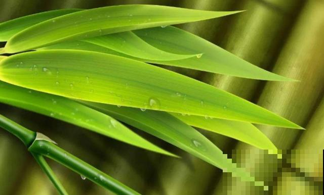 植物界2大成功定律:荷花定律、竹子定律! 植物界2大成功定律:荷花定律、竹子定律!