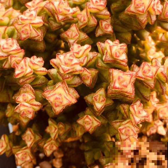 这种多肉,爆盆太可怕了,叶子多得往外溢! 这种多肉,爆盆太可怕了,叶子多得往外溢!