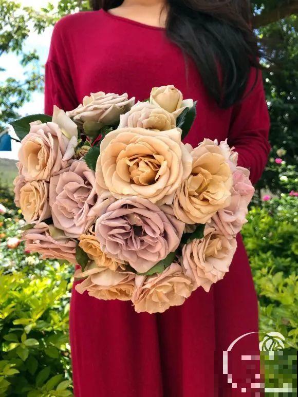 女儿辞职，回家养花，老爸说：15亩地，你负责养花，我负责蔬果！