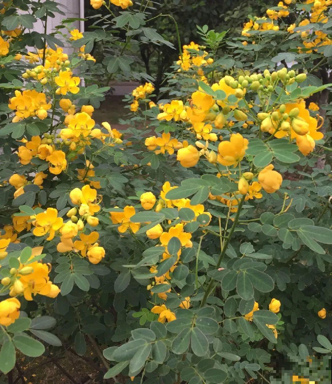 不起眼的6种花，泡茶喝，原来对身体这么好！