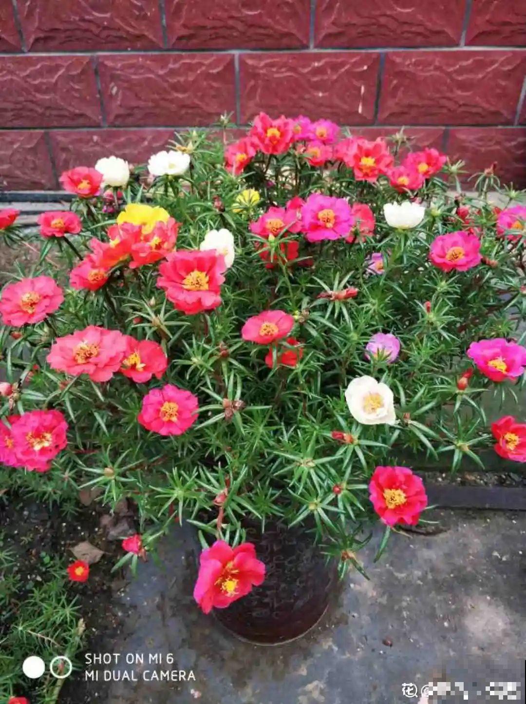 养花要狠得下心,枝条剁八段,呼呼长成新盆栽 养花要狠得下心,枝条剁八段,呼呼长成新盆栽