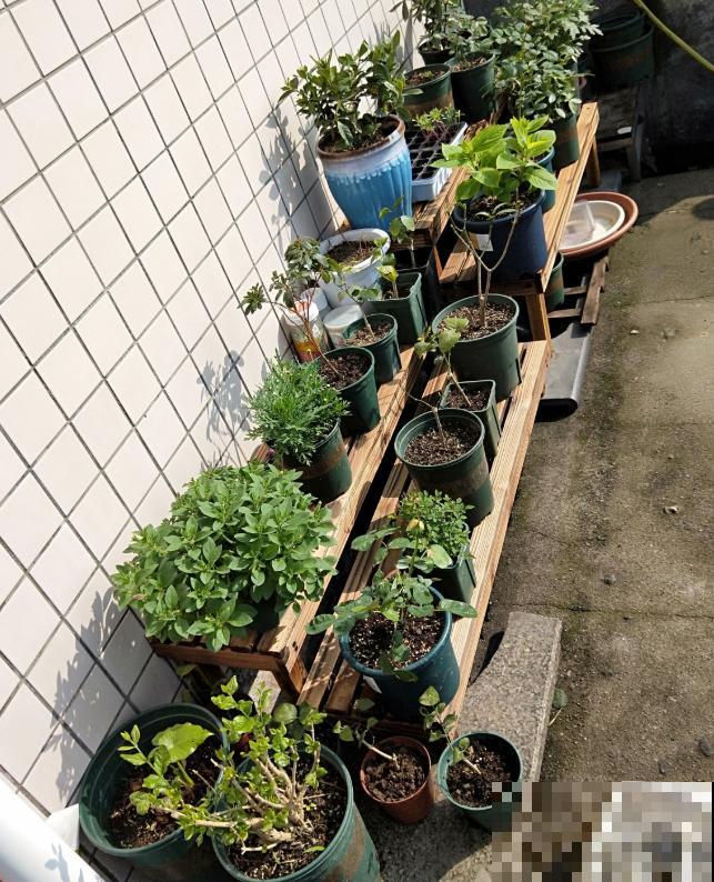 一个大男人,特别喜欢养花,这是种什么样的心态? 一个大男人,特别喜欢养花,这是种什么样的心态?