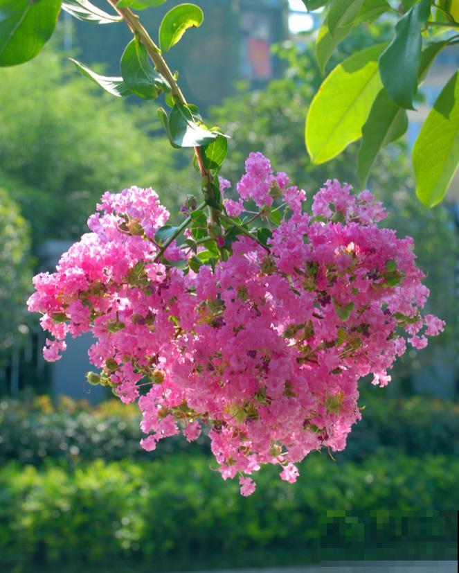 中国各城市市花，都在这里了，看看你所在的城市是什么花吧！