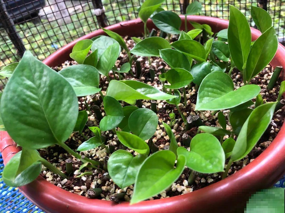 养花要狠得下心,枝条剁八段,呼呼长成新盆栽 养花要狠得下心,枝条剁八段,呼呼长成新盆栽