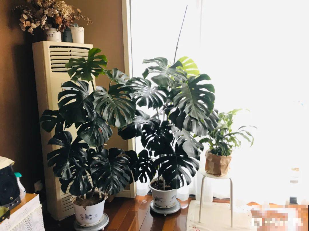 超耐阴的大叶植物，摆客厅吸废气，养一棵家里变森林！