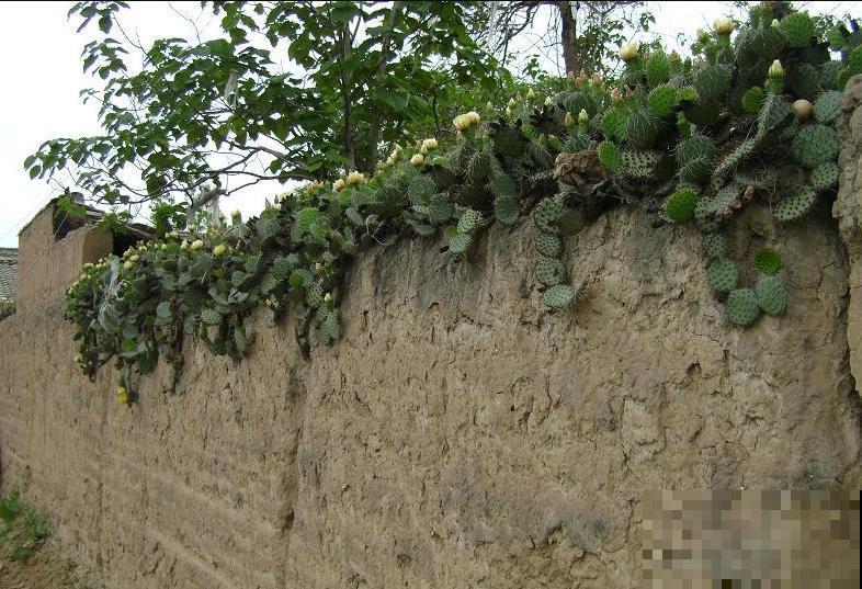 奇葩的养花方式,看得我目瞪口呆,长见识了! 奇葩的养花方式,看得我目瞪口呆,长见识了!