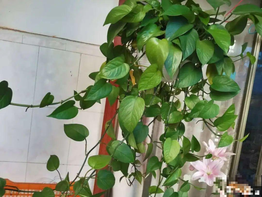 养花要狠得下心,枝条剁八段,呼呼长成新盆栽 养花要狠得下心,枝条剁八段,呼呼长成新盆栽