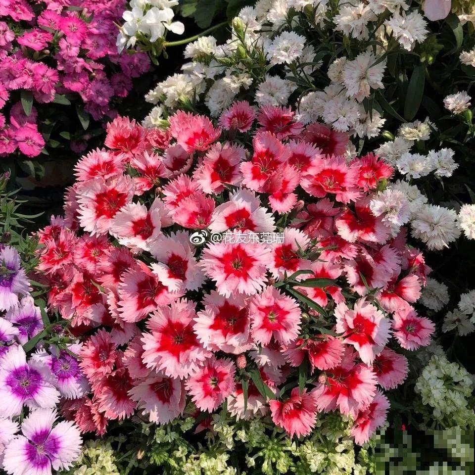 10种花,不怕风吹雨淋,不怕暴晒干旱,四季爆开花,堪称花坚强! 10种花,不怕风吹雨淋,不怕暴晒干旱,四季爆开花,堪称花坚强!