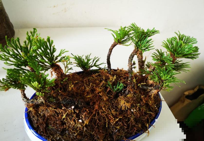 九死还魂草,怎么折腾都死不了,一遇水枯叶变绿叶! 九死还魂草,怎么折腾都死不了,一遇水枯叶变绿叶!