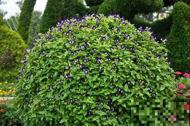 强悍的夏堇花,种一次全年开花,花朵越掐越有! 强悍的夏堇花,种一次全年开花,花朵越掐越有!