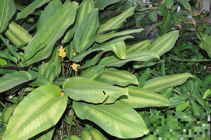 别养绿萝了,这种超级耐阴王,叶子比油画还美! 别养绿萝了,这种超级耐阴王,叶子比油画还美!