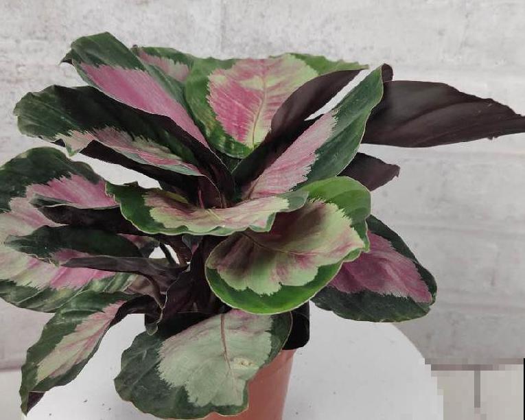 别养绿萝了,这种超级耐阴王,叶子比油画还美! 别养绿萝了,这种超级耐阴王,叶子比油画还美!