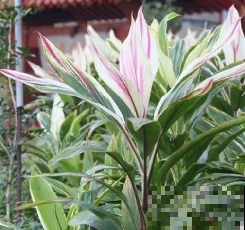 12种花，堪称“耐阴王”，比绿萝好看一万倍！