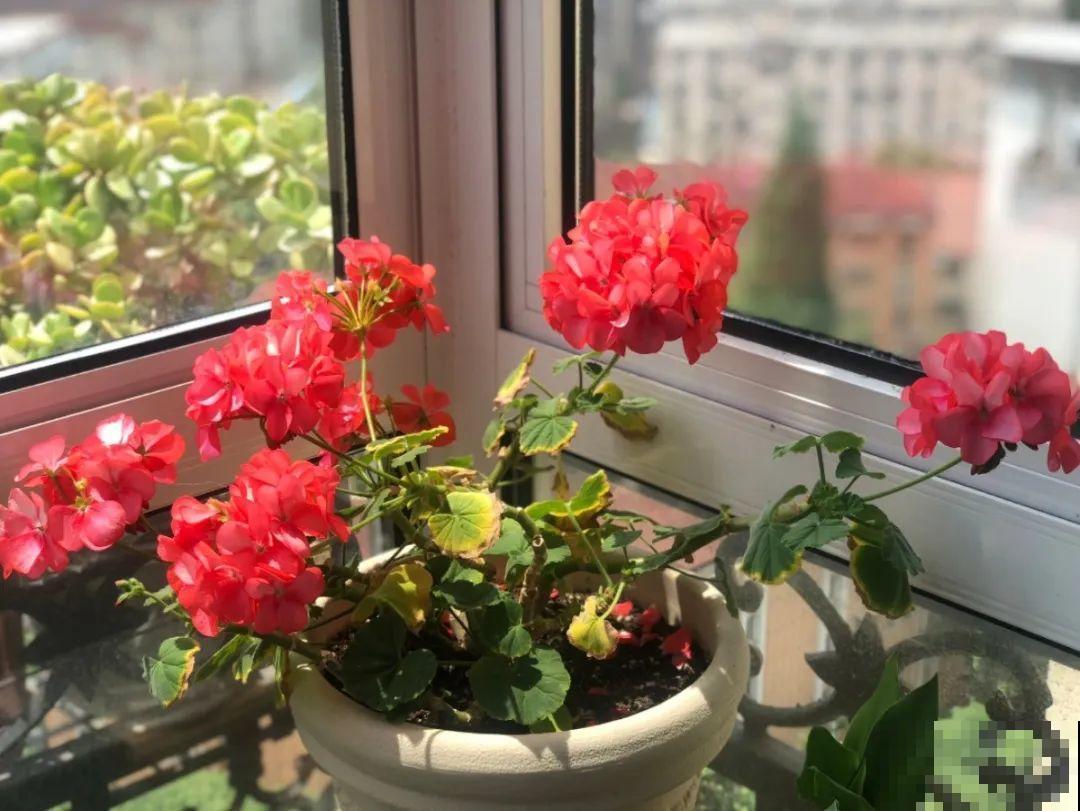 家里有这7种花,少浇水、不能晒,天热要休眠! 家里有这7种花,少浇水、不能晒,天热要休眠!