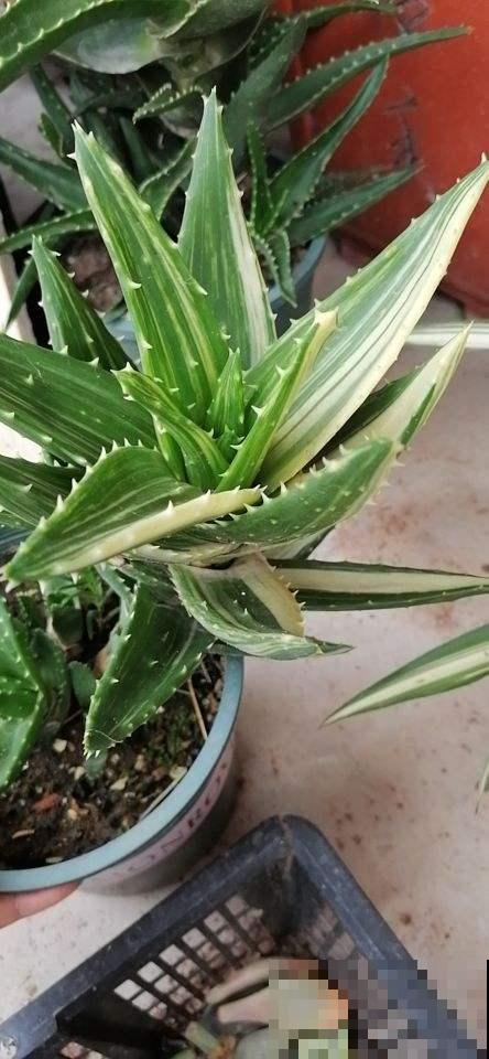 两种花组合在一起，净化空气效果好，居家养花必备