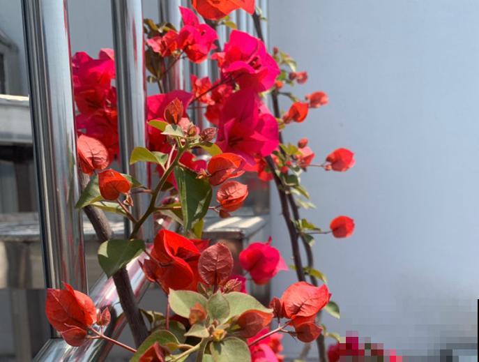 中国各城市市花，都在这里了，看看你所在的城市是什么花吧！