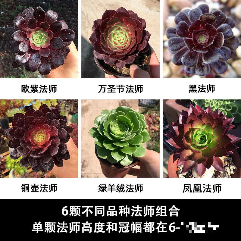 养了5年多肉,从小白变成大神,这些经验送你了! 养了5年多肉,从小白变成大神,这些经验送你了!