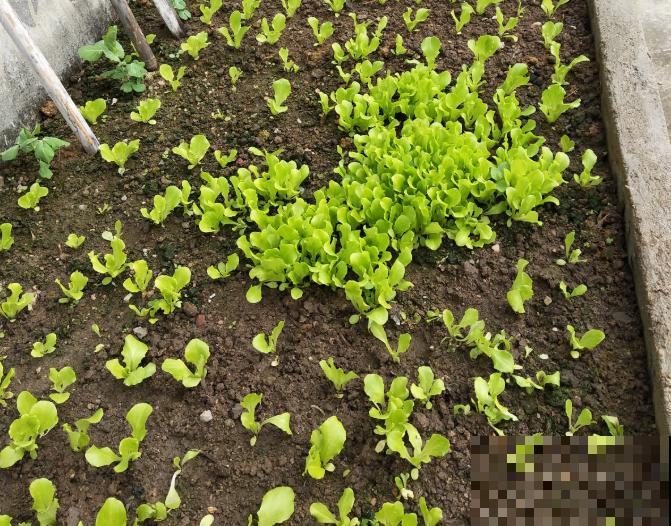 阳台种菜,这些菜不能挨着种,不然肯定长不好! 阳台种菜,这些菜不能挨着种,不然肯定长不好!