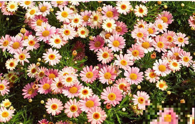 世界上品种最多的植物,没有之一,路边满大街都是! 世界上品种最多的植物,没有之一,路边满大街都是!