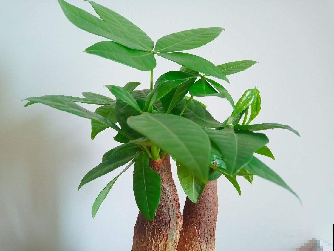 夏天屋里养盆花，好看好养，温度降低
