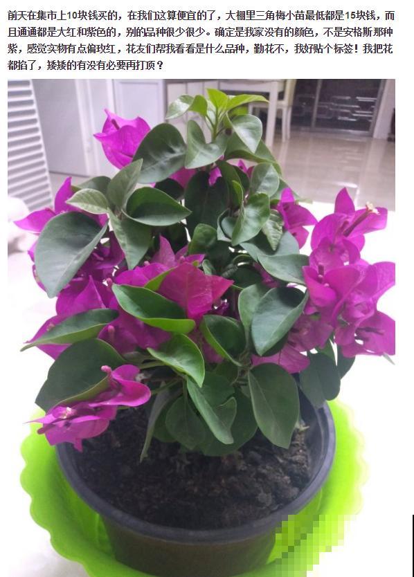 周末去花市捡漏，这花竟然1块钱1棵，赶紧买！