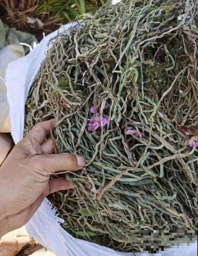 7种花不要随便挖，轻则罚款，重则坐牢！