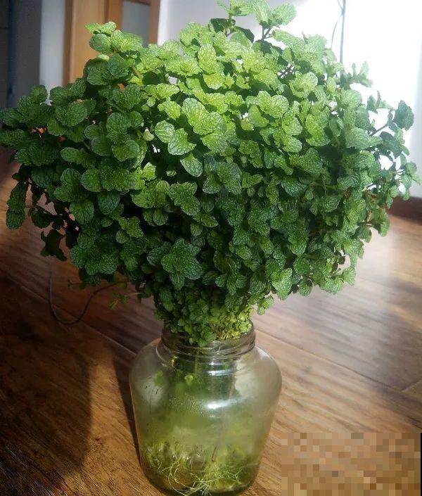 红掌喜欢纯水养，根长成人参，养10年都行！