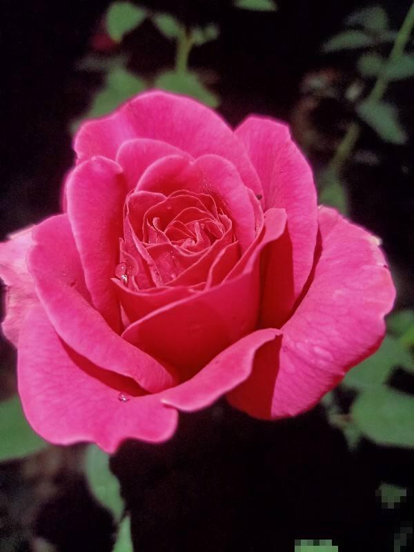 卧室禁养的4种花，养一盆就头晕，赶紧搬走