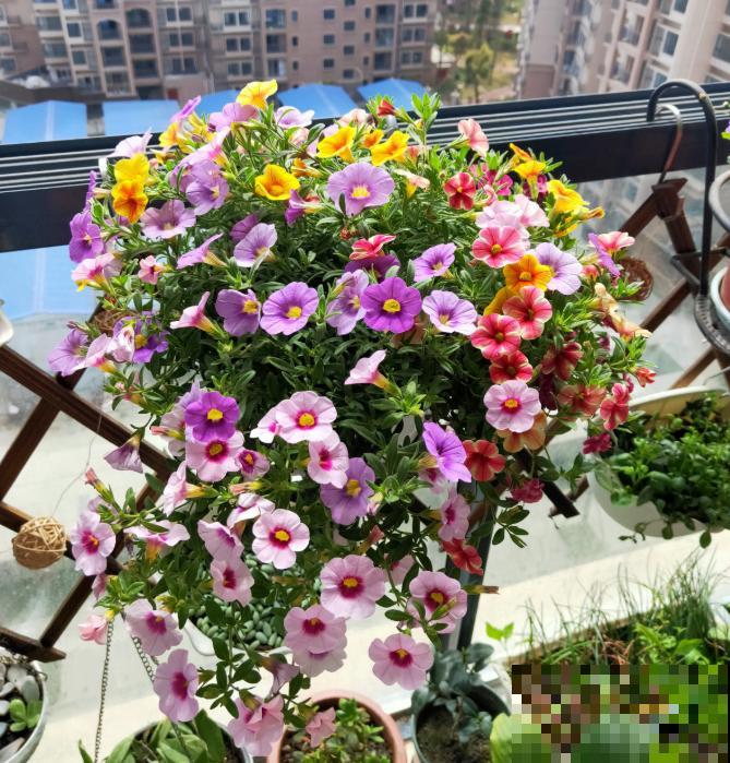 今日入伏,养花别做3件事,不然分分钟枯死! 今日入伏,养花别做3件事,不然分分钟枯死!