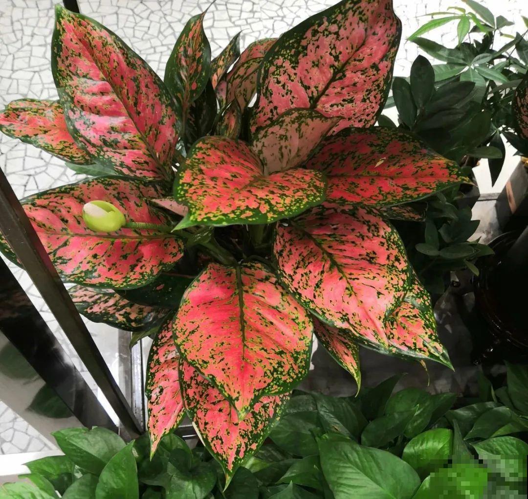 12种花，堪称“耐阴王”，比绿萝好看一万倍！