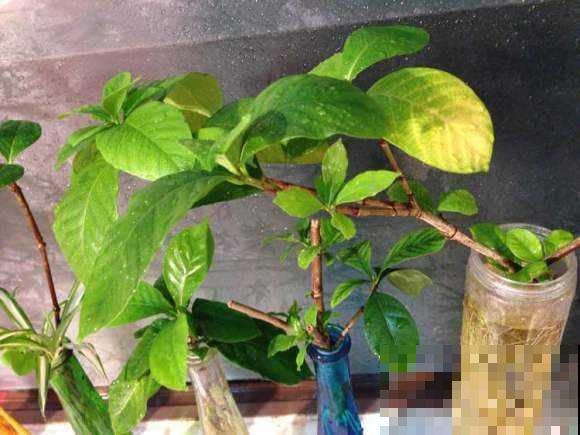 这3种花,水培比土培好养多了,花苞冒不停! 这3种花,水培比土培好养多了,花苞冒不停!