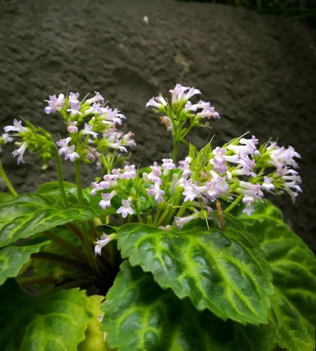 原来真的有花叫做“开花机器”，耐阴好养，一盆养不够