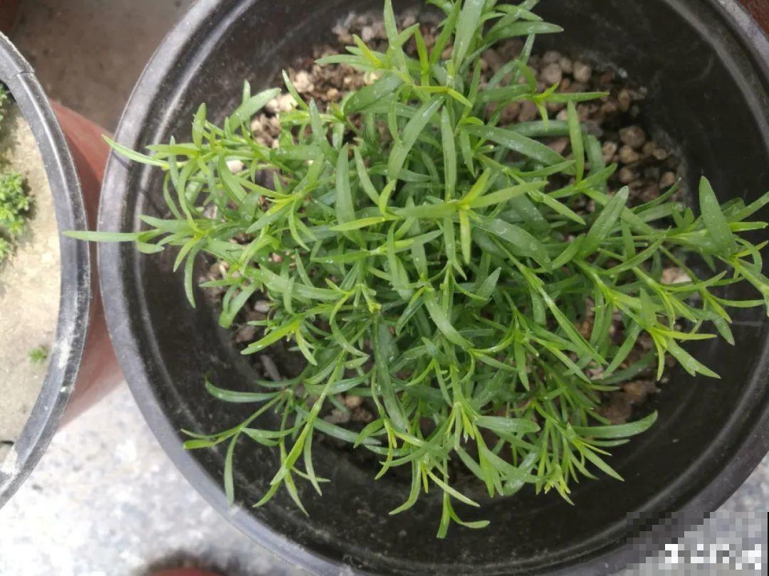 8种花是一次性的，开完就扔，别浪费时间！