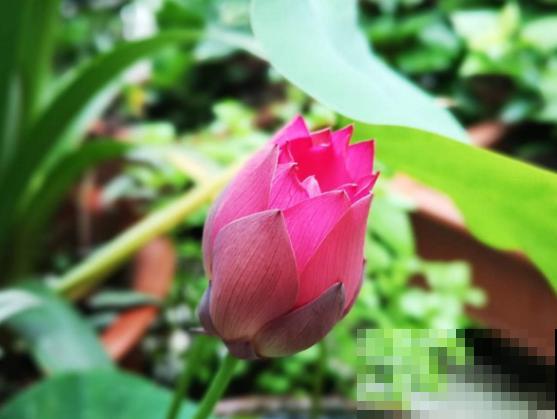 夏天最美的水生花,一个小盆就能养,越晒越好看! 夏天最美的水生花,一个小盆就能养,越晒越好看!