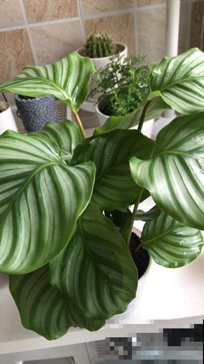 植物也能相克,这4种花千万别放一起 植物也能相克,这4种花千万别放一起