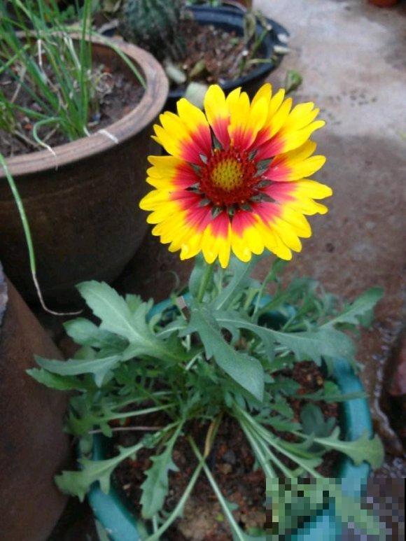 世界上品种最多的植物,没有之一,路边满大街都是! 世界上品种最多的植物,没有之一,路边满大街都是!